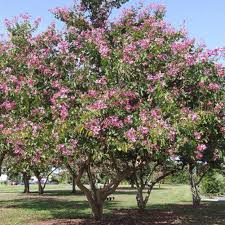 Image result for Bauhinia purpurea