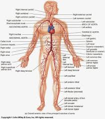 Arteries and veins of the arm. Arteries Of The Body Diagram Wiring Site Resource