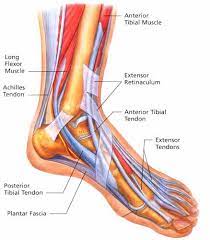 The muscles, tendons and ligaments. Tendons In The Foot Tendonitis Remember To Stretch Feet Too Properly Before Exercising Especially If You Are To Wa Tendonitis Foot Anatomy Muscle Anatomy