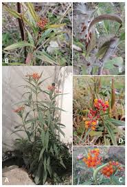 Image result for Apocynaceae subfamilies Asclepiadoideae and Secamonoideae