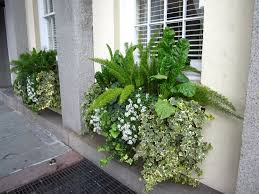 Foxtail ferns are not really ferns, as they're multiplied from seeds and produce no spores. January 2015 Hortus 2 There Is Life After Retail