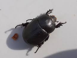 Image result for Pentodon