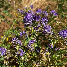 Image result for Medicago sativa