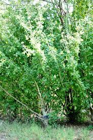 Image result for Gardenia cornuta