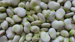 Meyve ağacı ne zaman ekilmeli? Bakla Nasil Yetistirilir Bakla Ne Zaman Cikar Bakla Nasil Ekilir