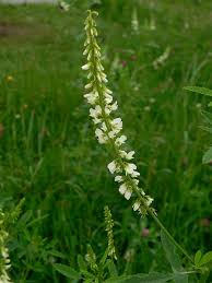 Image result for Melilotus albus
