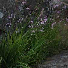 Image result for Radinosiphon leptostachya