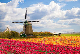 Walking around tulip fields in lisse | the netherlands 4k (2021). Holland S Tulip Fields A Beautiful Sight To See Aesu