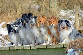 Border collies and shetland sheepdogs are both herding dogs, but they are quite different from one another. Hd Wallpaper Dogs Company Sheltie The Border Collie Shetland Sheepdog Wallpaper Flare