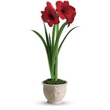 Check spelling or type a new query. Amaryllis Meaning Symbolism Teleflora