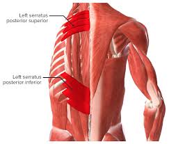 The back comprises the dorsal part of the neck and the torso (dorsal body cavity) from the occipital bone to the top of the tailbone.the muscles of the back can be divided in three main groups according to their anatomical position and function. Muscles Of The Back Concise Medical Knowledge