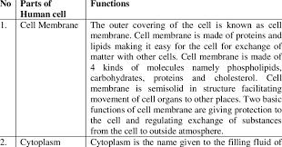 Animal cell organelles and their functions chart. What Are The Parts Of Cells And Their Functions
