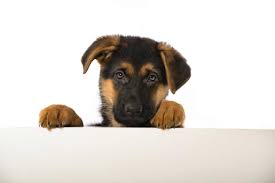 Why Does My Dog Howl When Alone