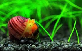 Red Apple Snail Goruntuler Ile Karides