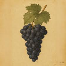 Image result for Medium Cabernet 1990 Tracer