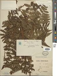 Image result for Megalastrum lanuginosum