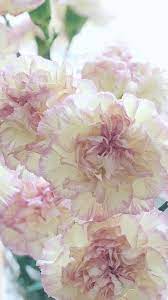 Pink Carnation Flowers Carnation Flower Wholesale Fresh Flowers Flowers