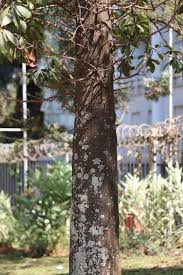 Image result for Synadenium angolense