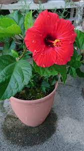 Hibiscus In Front Of My House Kanazawa Japan Hibiscus Flowers Hibiscus Flower Garden