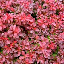 Image result for Berula thunbergii