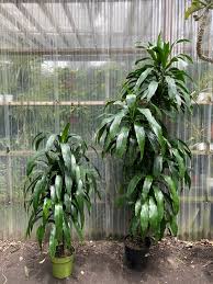 Image result for Dracaena fragrans