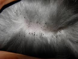 Le Pulci E Le Zecche Nel Gatto Sintomi E Rimedi Miciogatto It