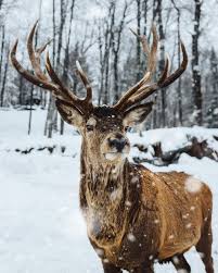 Tierbilder tiere tier fotos natur tiere hirsche schnee ausgestopftes tier winterbilder süße tiere. 100 000 Besten Natur Wallpaper Fotos 100 Kostenloser Download Pexels Stock Fotos