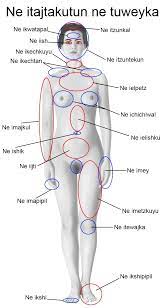 Women are also more obsessed with their bodies than men. Pin On Human Anatomy Drawing