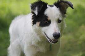 Are Border Collies Good Apartment Dogs Citydogslife