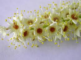 Image result for Combretaceae