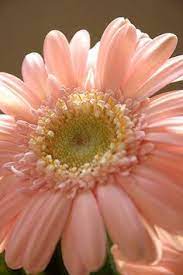 Pin On Gerberas
