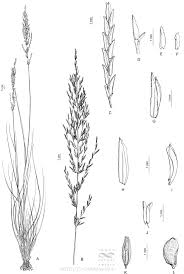 Image result for Eragrostis plana