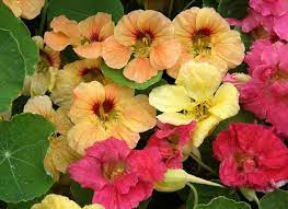 Nasturtium Aloha Mix Tropaeolum Majus Nasturtium Seed Starting Mix Renees Garden