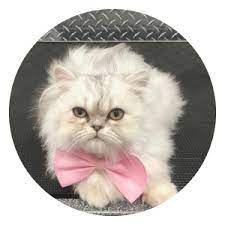 Mobile pet grooming near me cats. Mobile Pet Grooming Pembroke Pines Mobile Dog Grooming Pembroke Pines