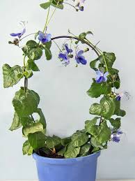 Image result for Rotheca myricoides