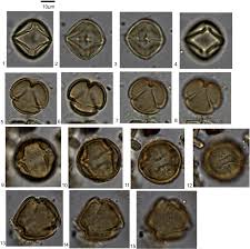 Image result for Baphia massaiensis