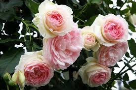 Today's roses are specially grown to be less fussy and have higher yields. Climbing Roses Seeds Climbing Plants Chinese Flower Seeds For Planting Packet Pink Red White Yellow Green