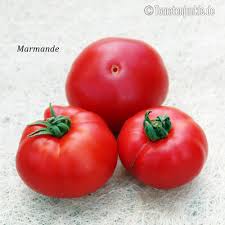 Tales tomates toleran la plantación en campo abierto, aunque pueden ser cultivadas en invernaderos. Marmande Eine Rote Fleischtomate Sortenbeschreibung