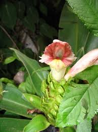 Image result for Costus subbiflorus