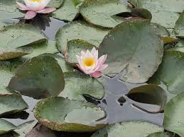 Worlitzer Park Gartenreich Dessau Worlitz