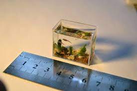 Aquarium mini dari pipa pvc | aquarium unik ikan hias cupang. The Smallest Aquarium In The World 05 Pics Video Gambar Lucu Aneh Dan Unik