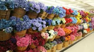 Maybe you would like to learn more about one of these? Disappointed Review Of Flower Home Marketplace Blue Ball Pa Tripadvisor