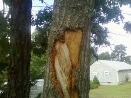 See full list on tomlinsonbomberger.com Repairing Damaged Tree Bark Cape Cod Tree Service