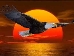 American Bald Eagle So Beautiful Eagle Pictures Bald Eagle Eagle