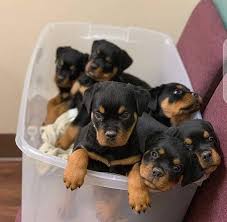 Here are some from nearby areas. Rottweiler Puppies For Teacup Puppies For Sale Near Me Facebook