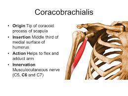 Coracobrachialis Origin And Insertion Google Search Body Anatomy Anatomy Tutorial The Originals