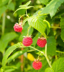 Image result for Rubus pinnatus