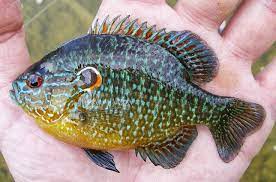 Northern Longear From Wisconsin In 2021 Cool Fish Fish Homemade Fishing Lures