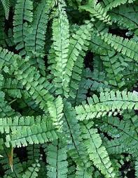 Adiantum Caudatum Walking Maidenhair Fern Dry Shade Plants Shade Plants Ferns Garden