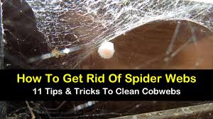 How about a giant spider web? 11 Simple Ways To Get Rid Of Spiderwebs